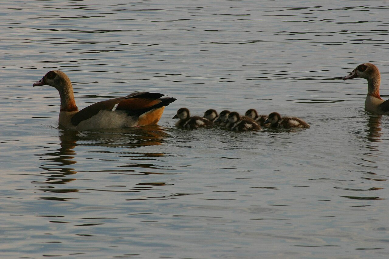 Egyptian geese on the water in Germiston